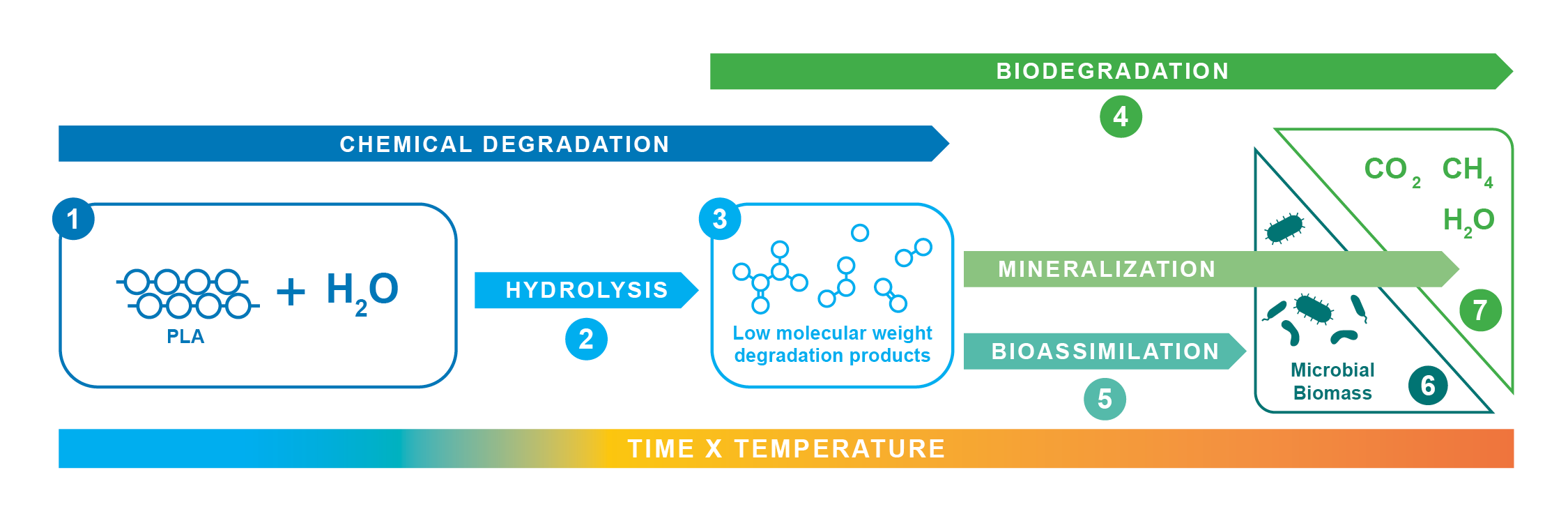 Hydrolosis Degradation Biodegradation of PLA